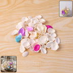 Decorative Seashells Set  (1 Set)